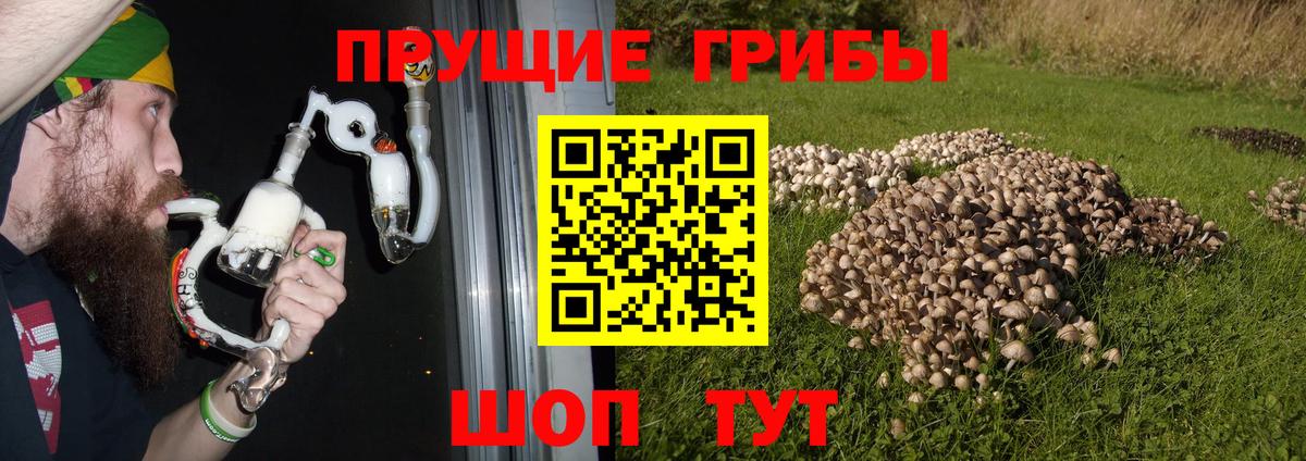 Галлюциногенные грибы Psilocybine cubensis Невинномысск